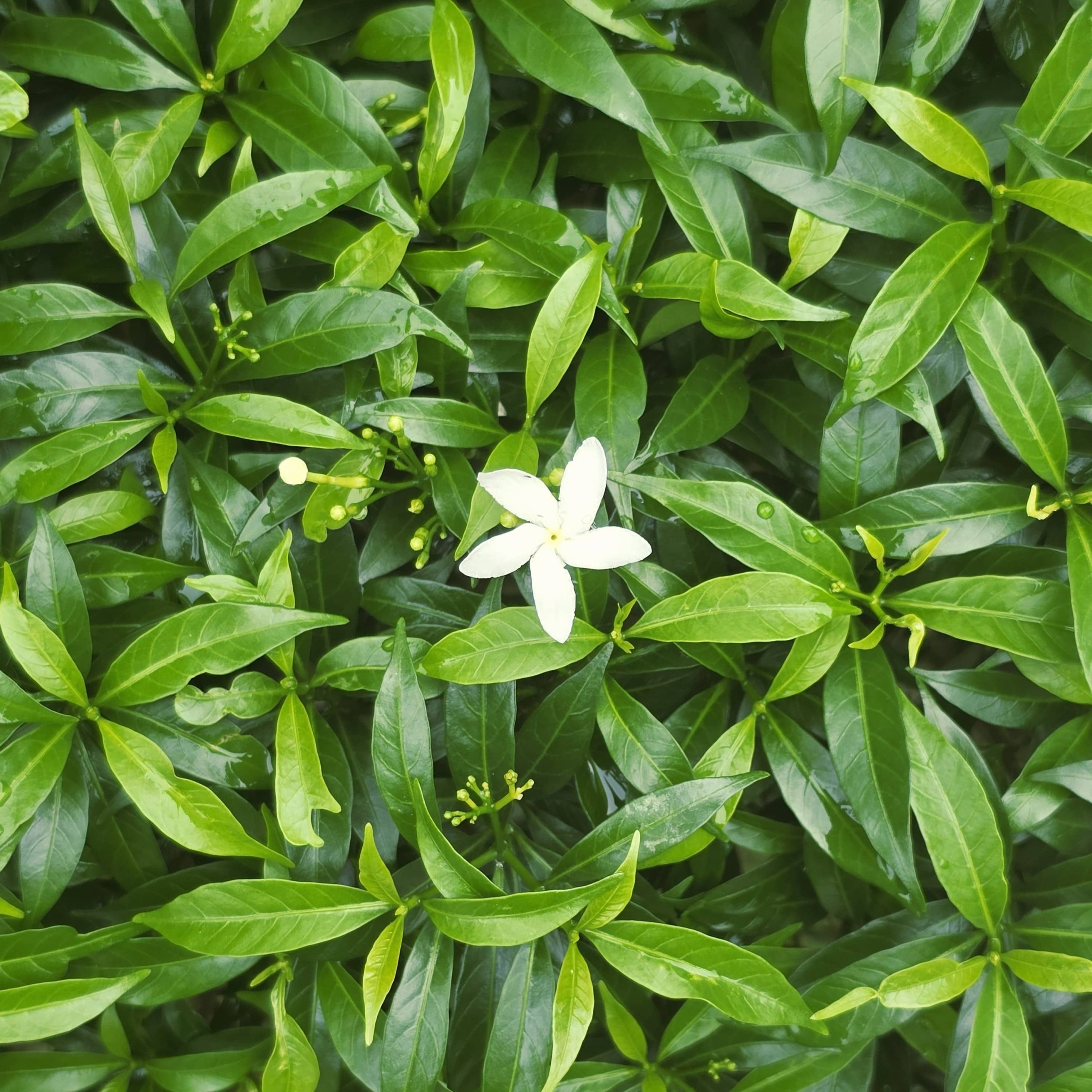 小白花