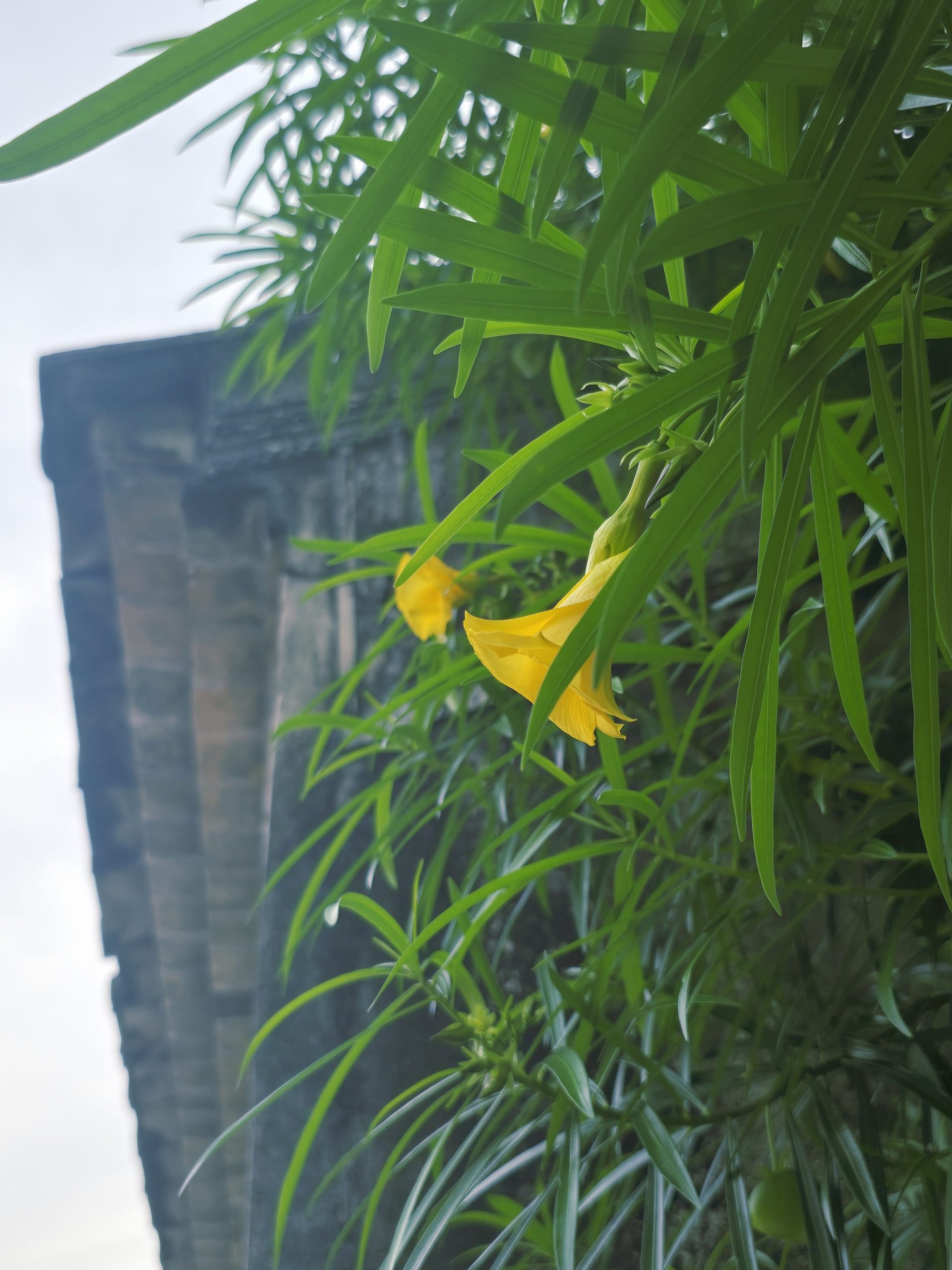 黄花